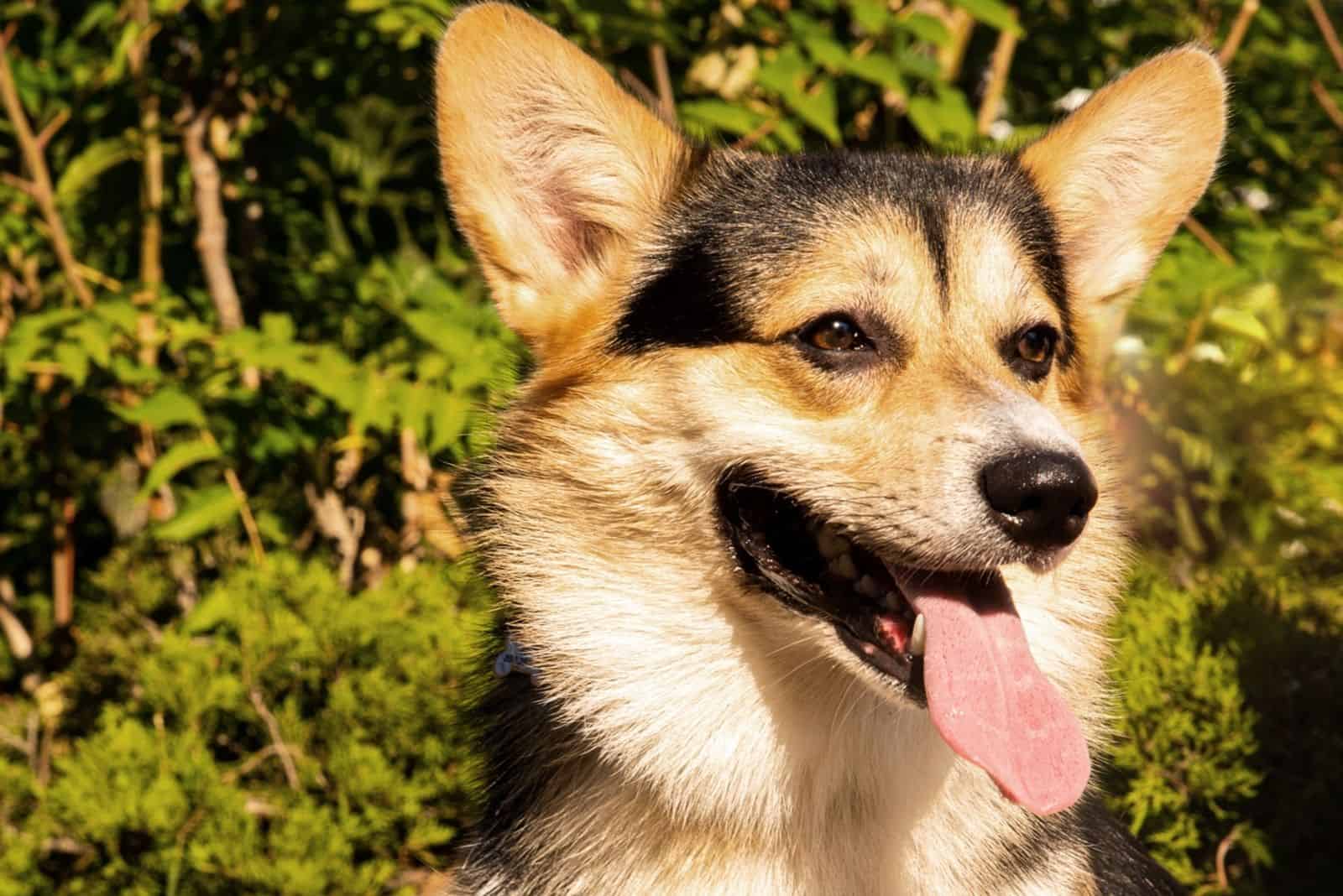 Royal shepherd dog breed outdoors in close up