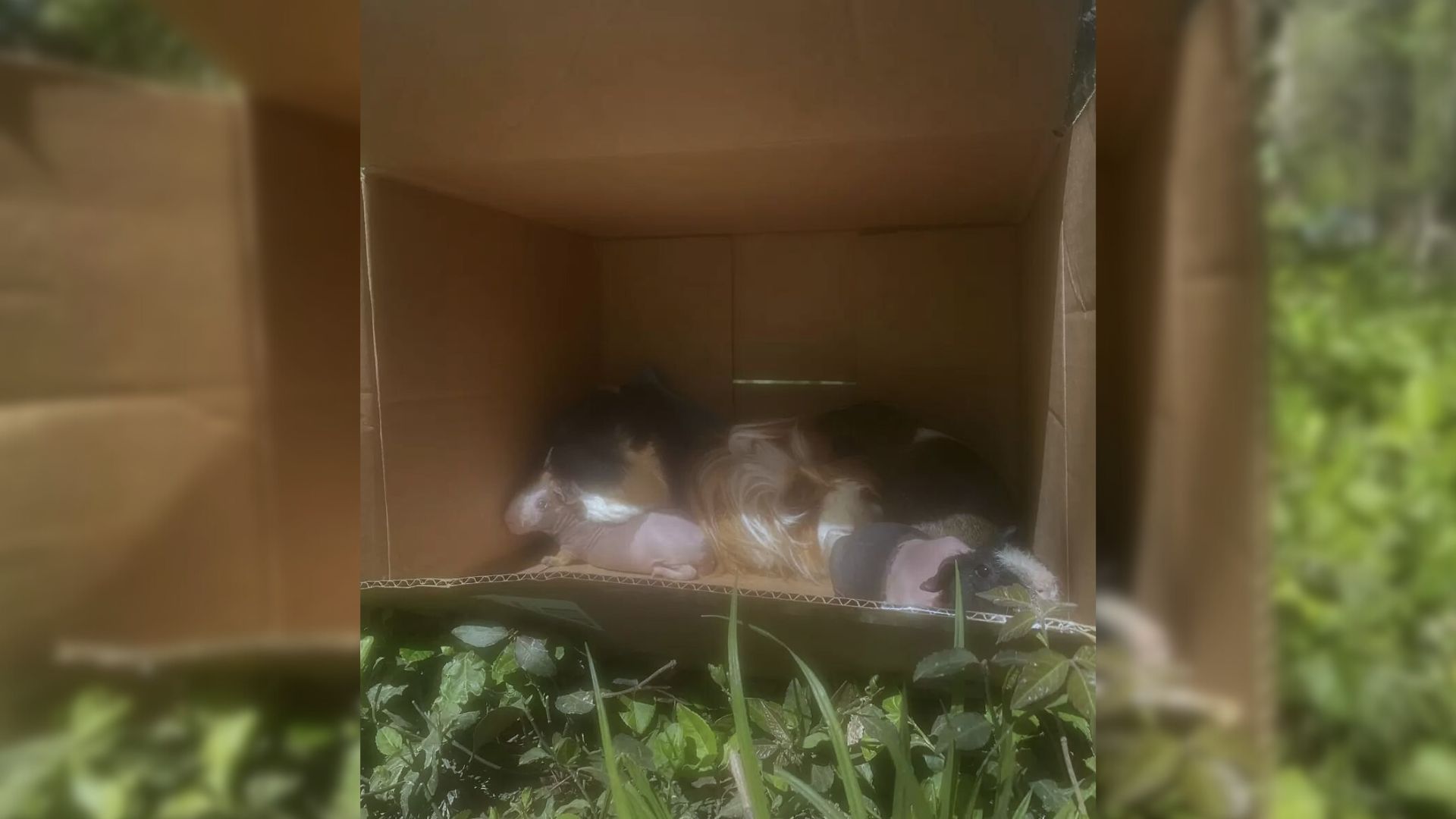 Woman Stumbles Upon A Large Cardboard Box Near A Trail, Then Discovers A Shocking Surprise