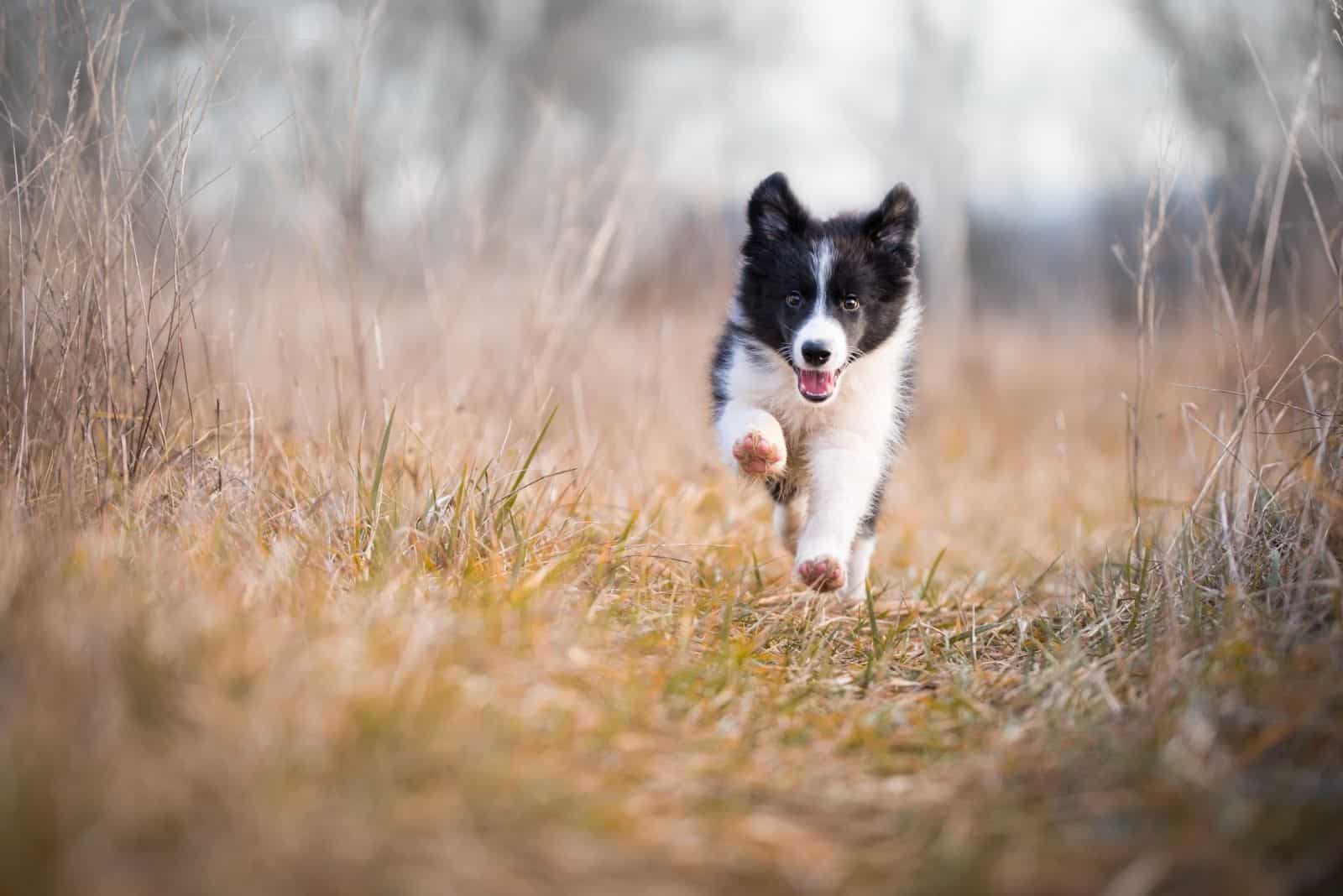 running border collie puppy in the middle of the grassland