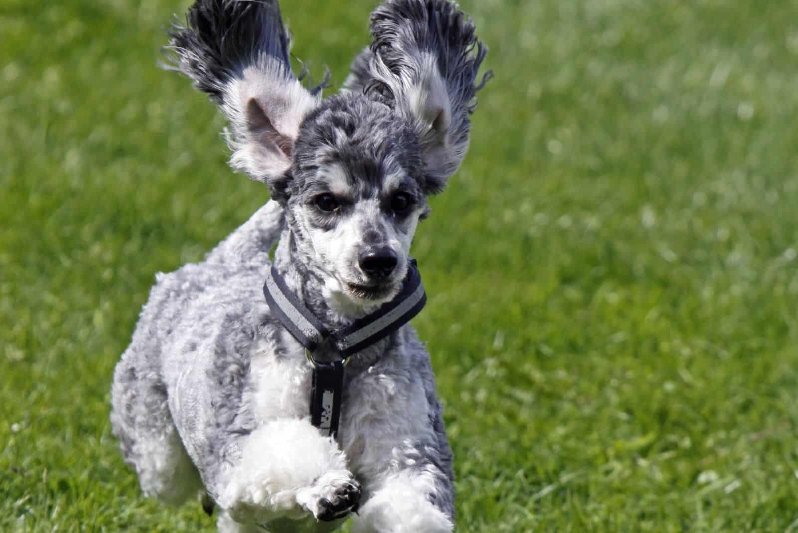 running merle poodle playing in the field