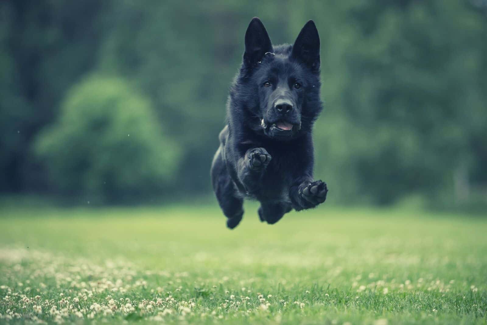 running working black german shepherd in action outdoors