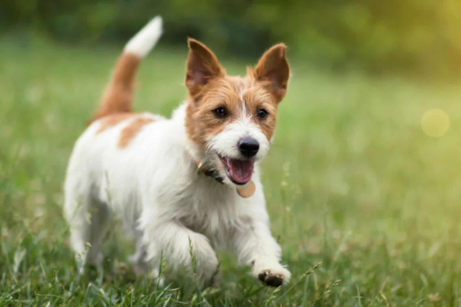 russel pet dog puppy running