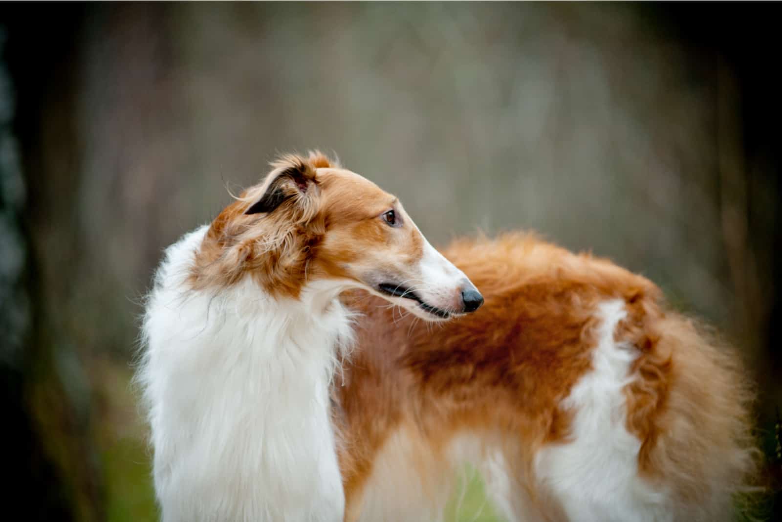 Russian borzoi