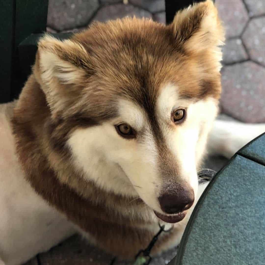 sable alaskan malamute