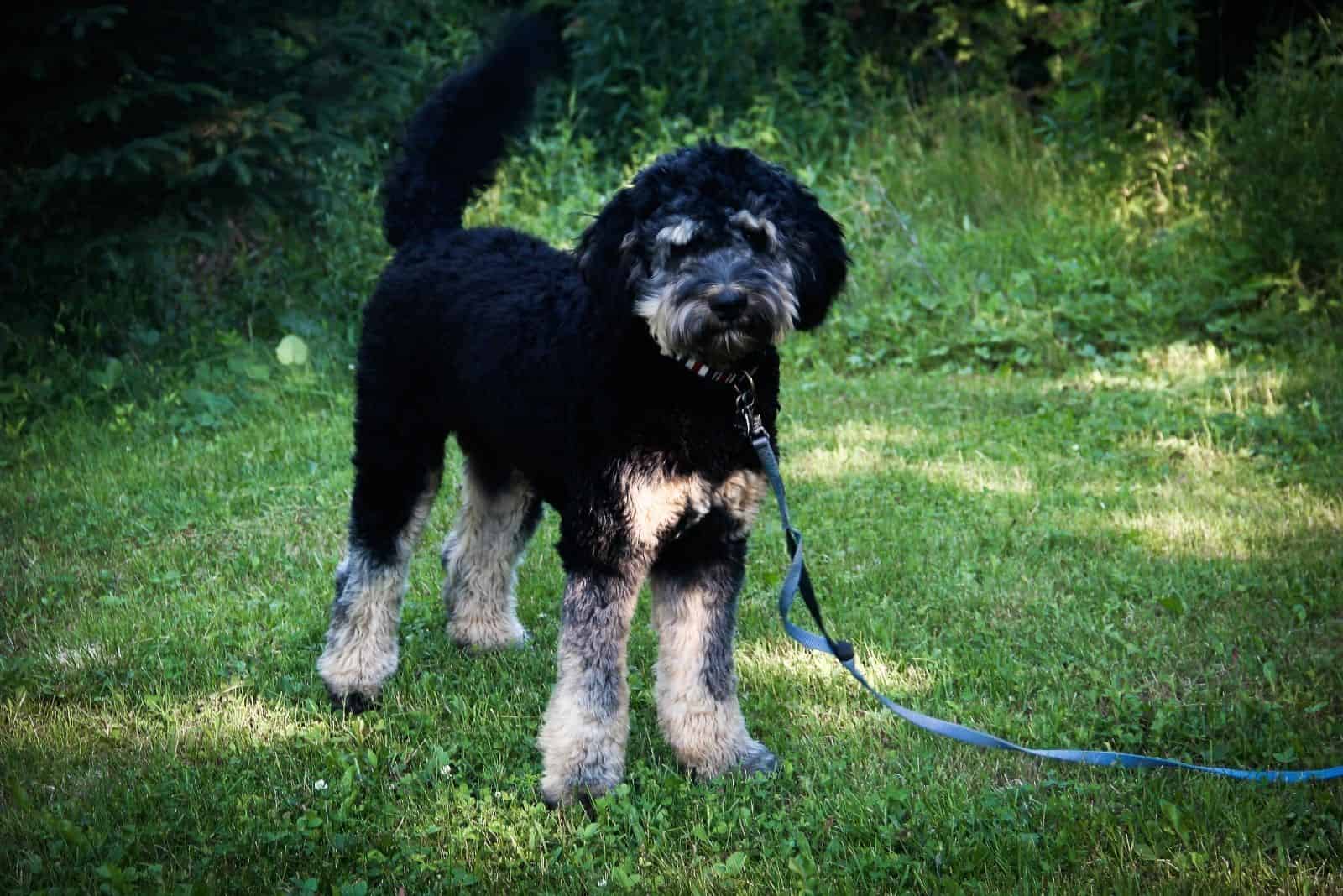 sable bernedoodle on leash