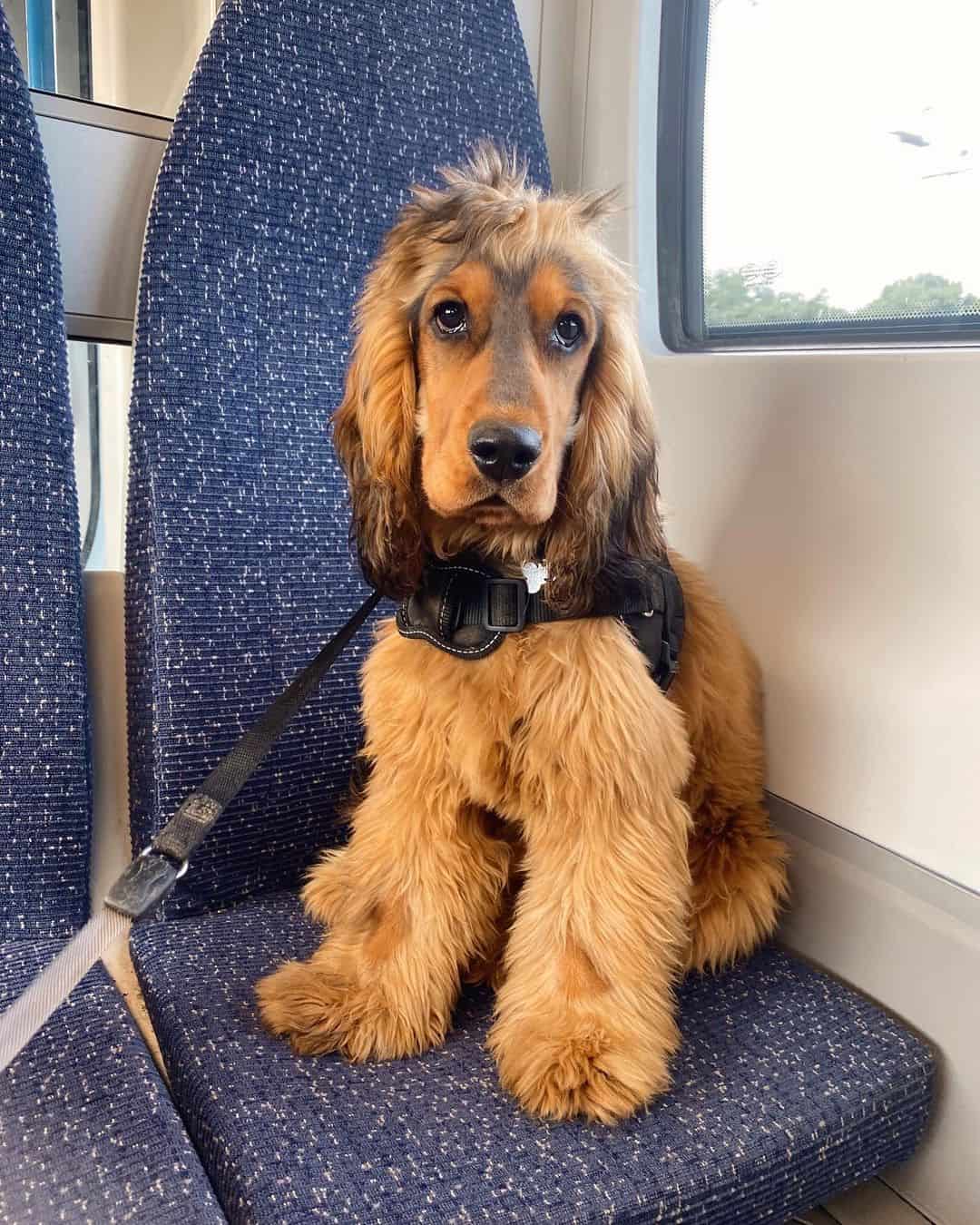 sable cocker spaniel