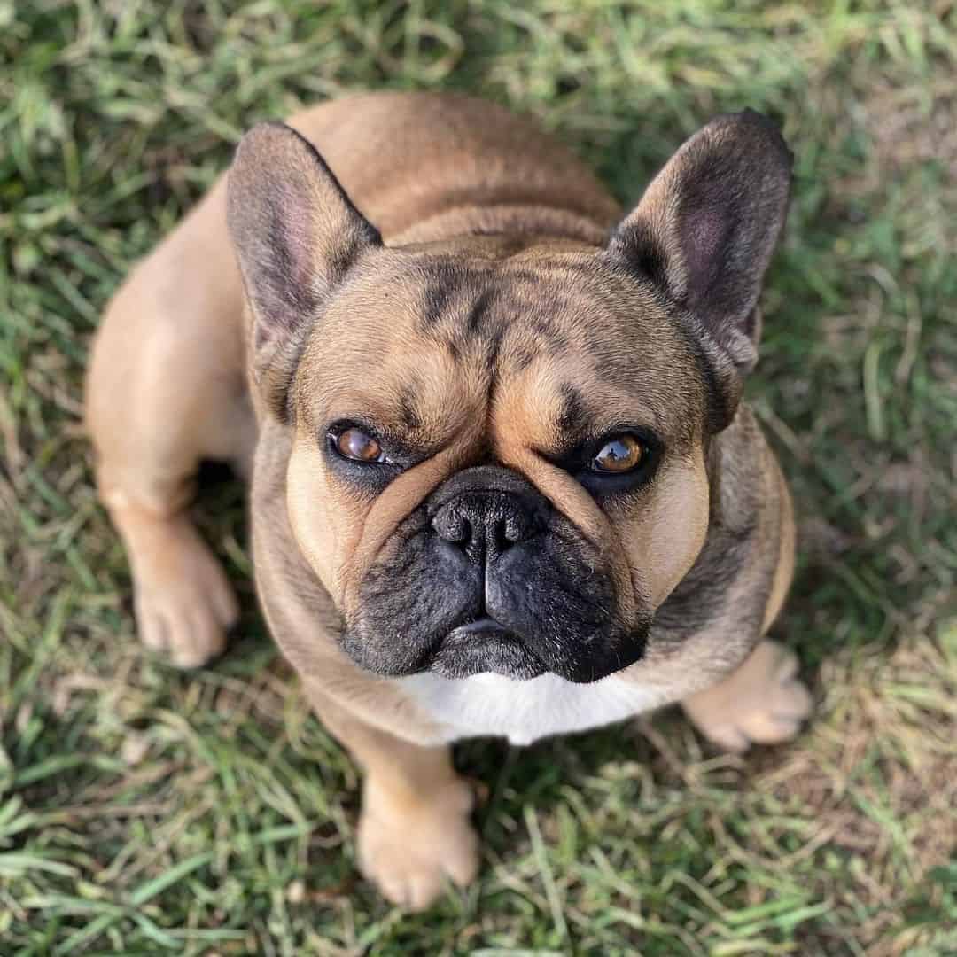 Sable French Bulldog