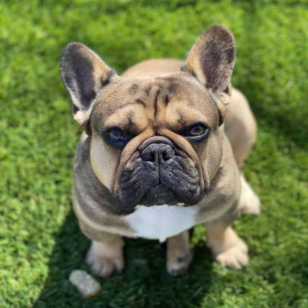 Sable French Bulldog outdoors