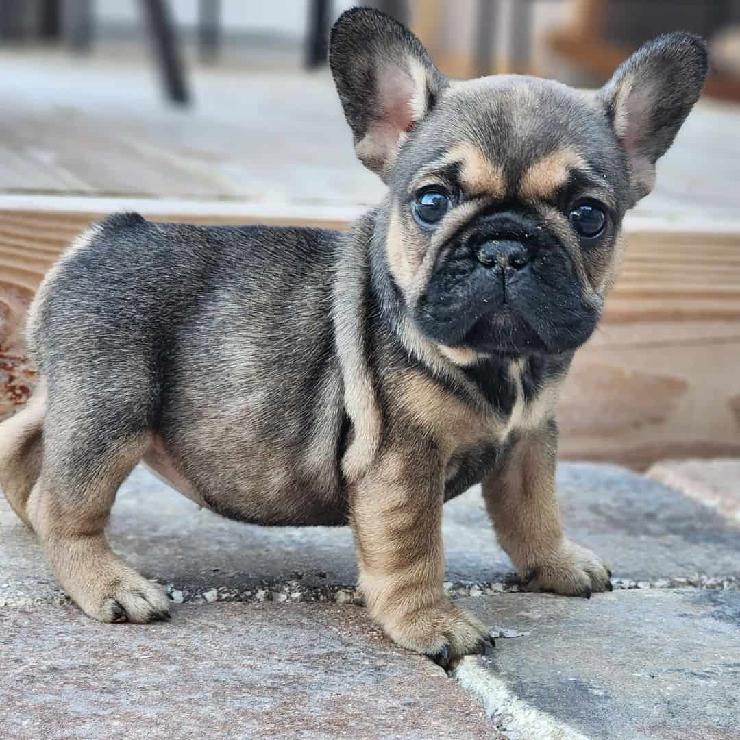 Sable French Bulldog