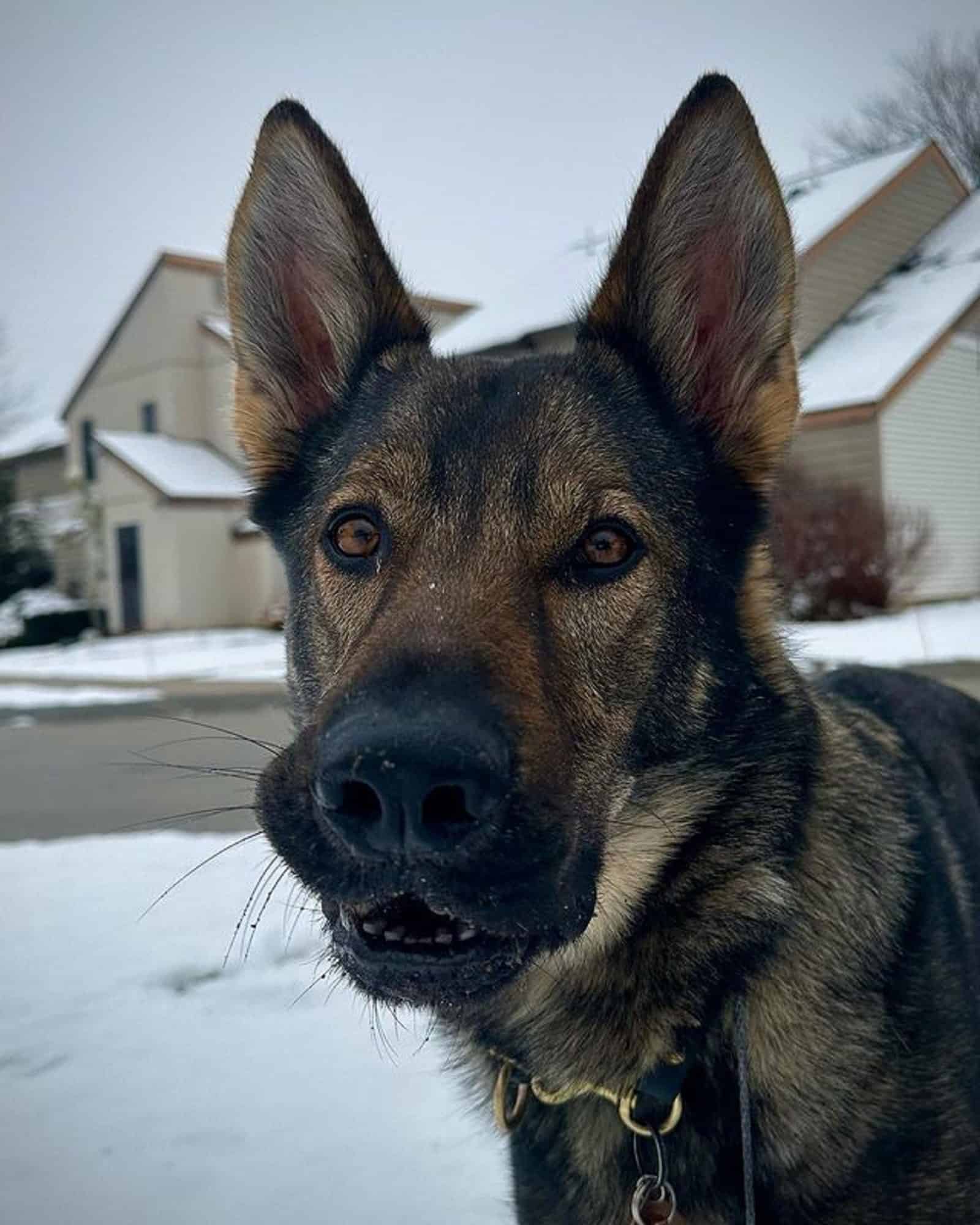 sable german shepherd dog outdoors