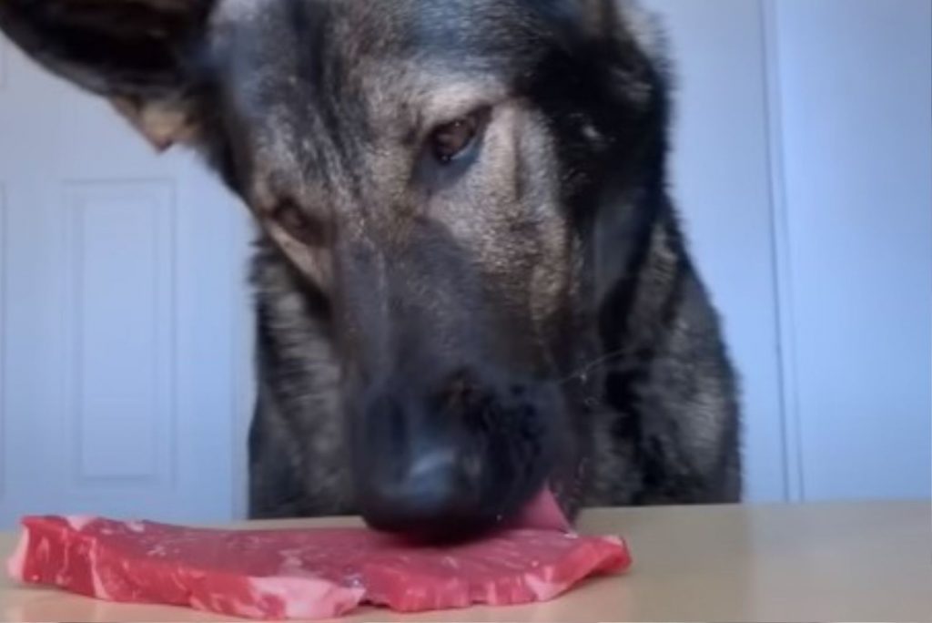 Sable German Shepherd eats meat from the table