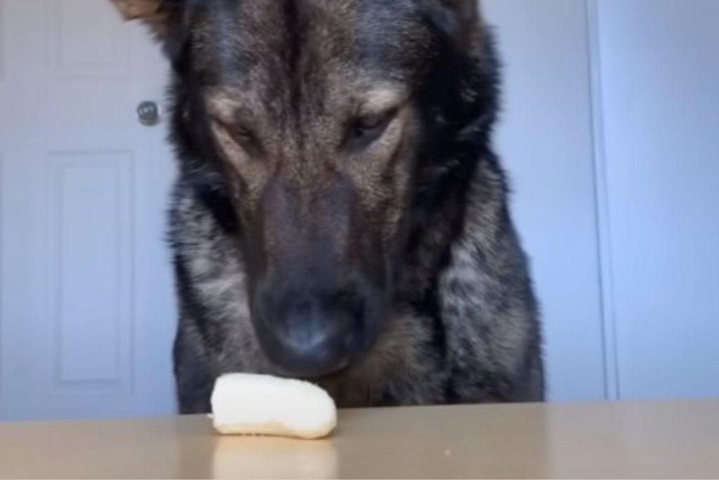 Sable German Shepherd sniffs a banana on the table