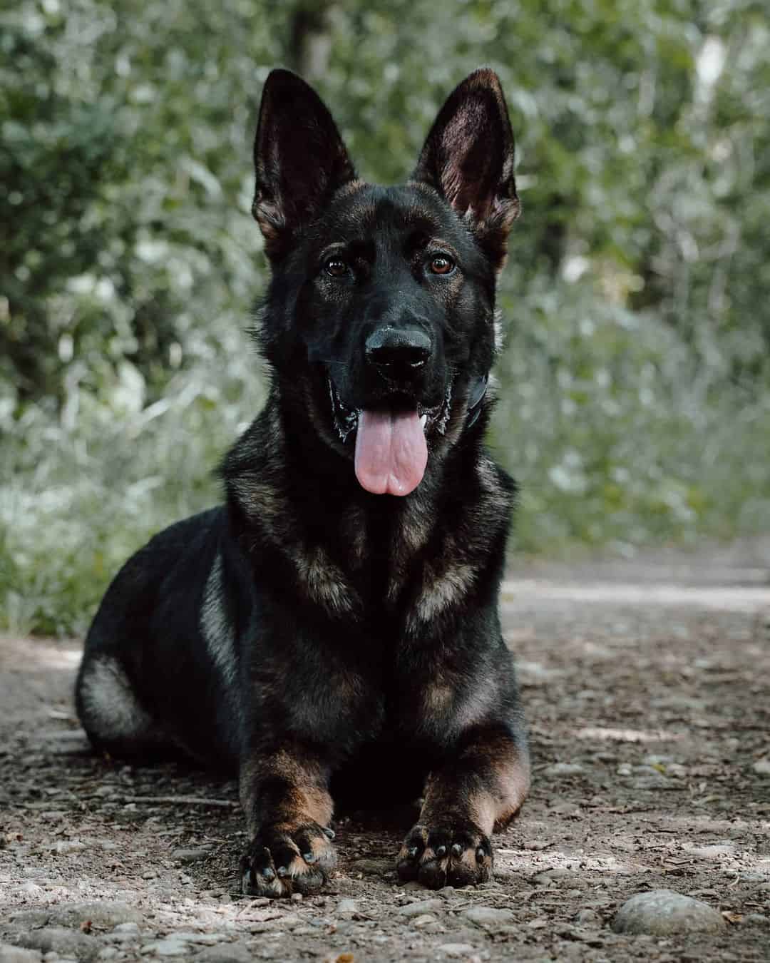 sable german shepherd