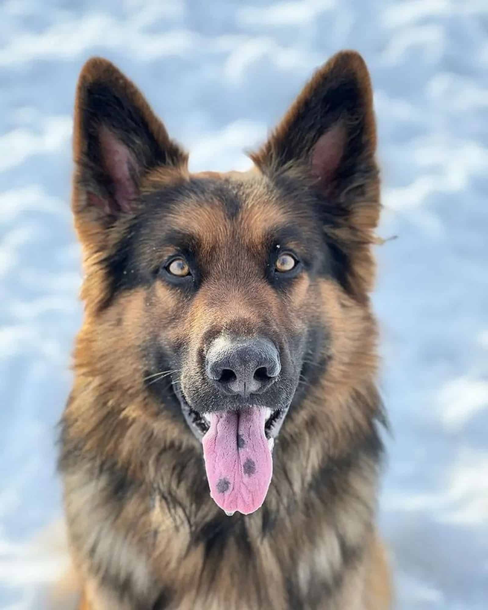 sable german shepherd looking into camera