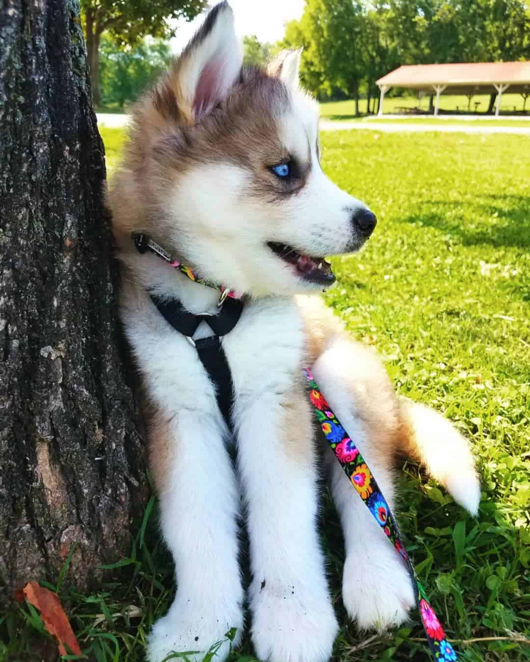 sable husky puppy