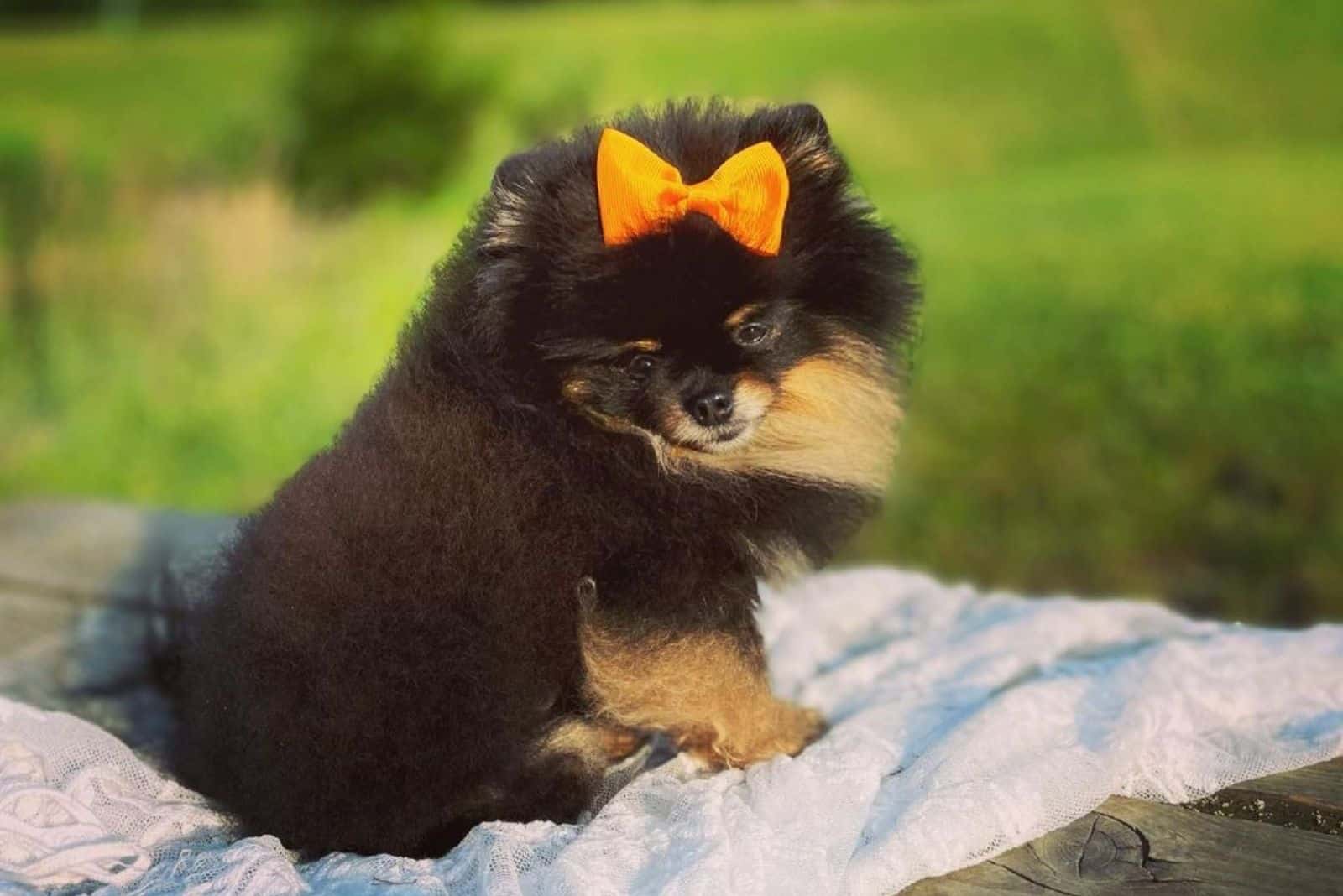 sable teacup pomeranian