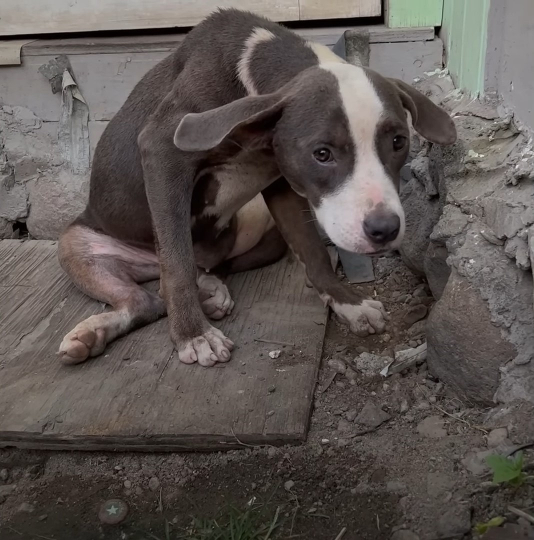 sad abandoned pittie