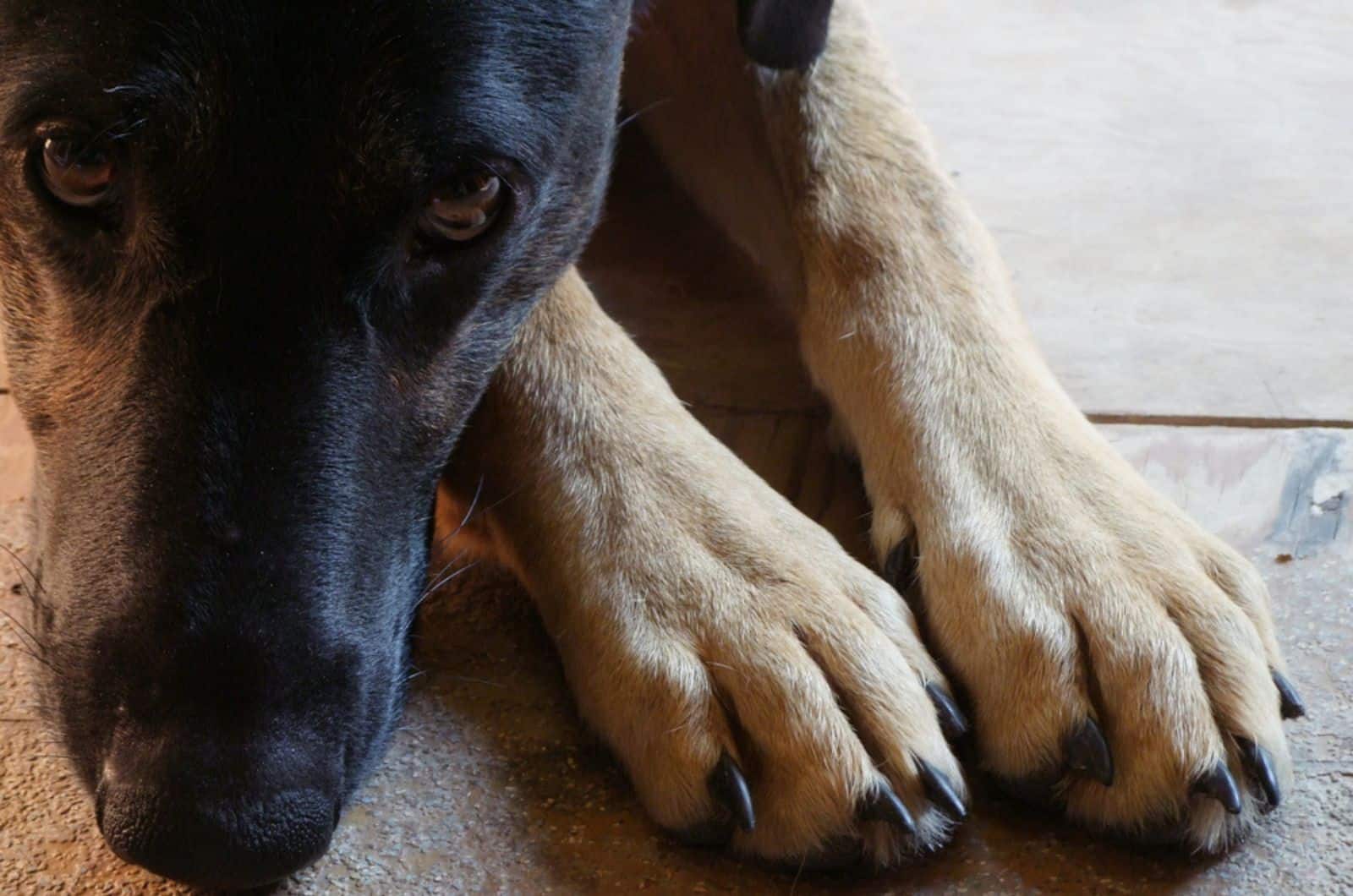 sad bicolor german shepherd lying on the floor