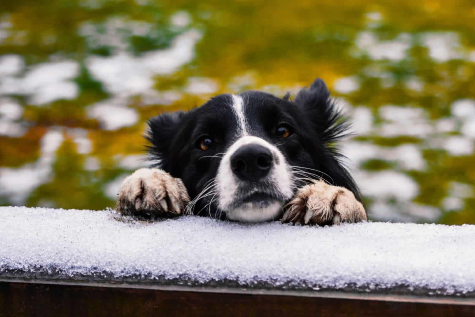 sad border collie dog peeking