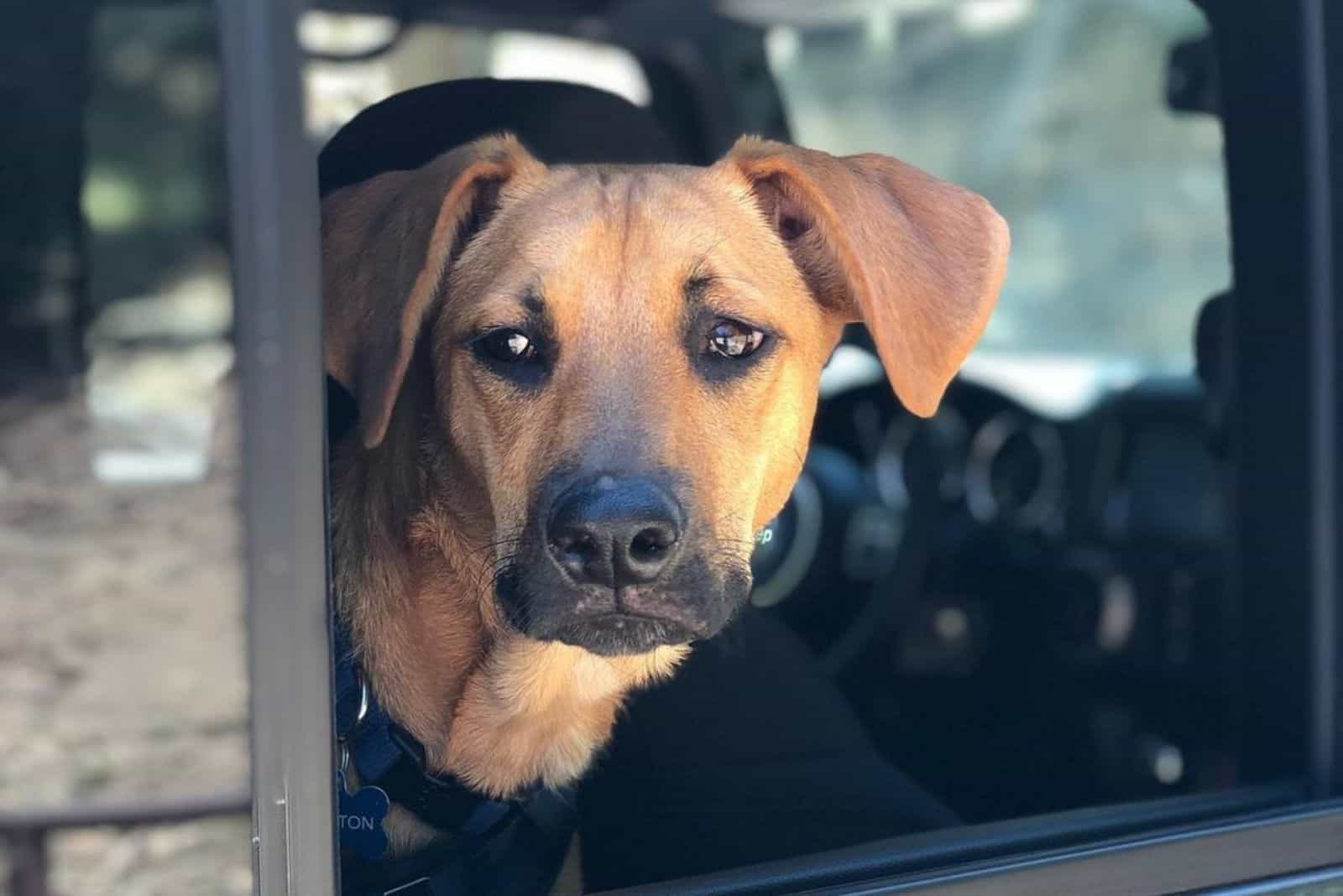 sad brown cur lab mix in car