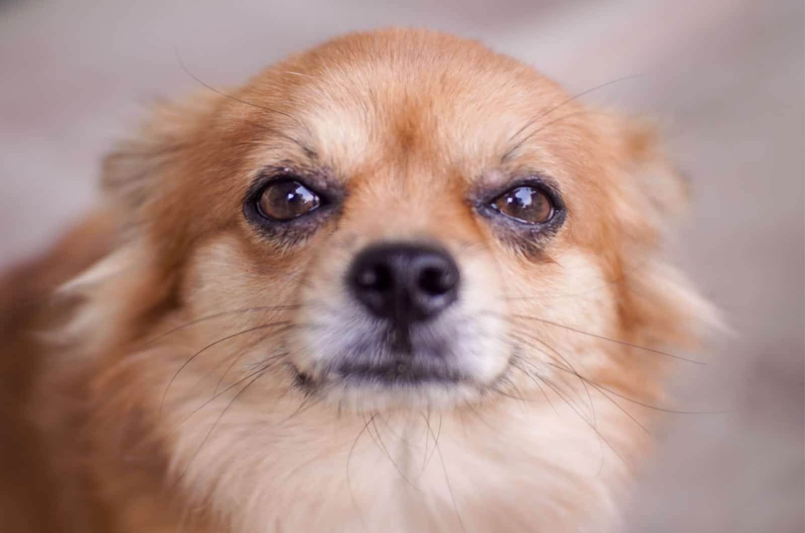 sad chihuahua dog