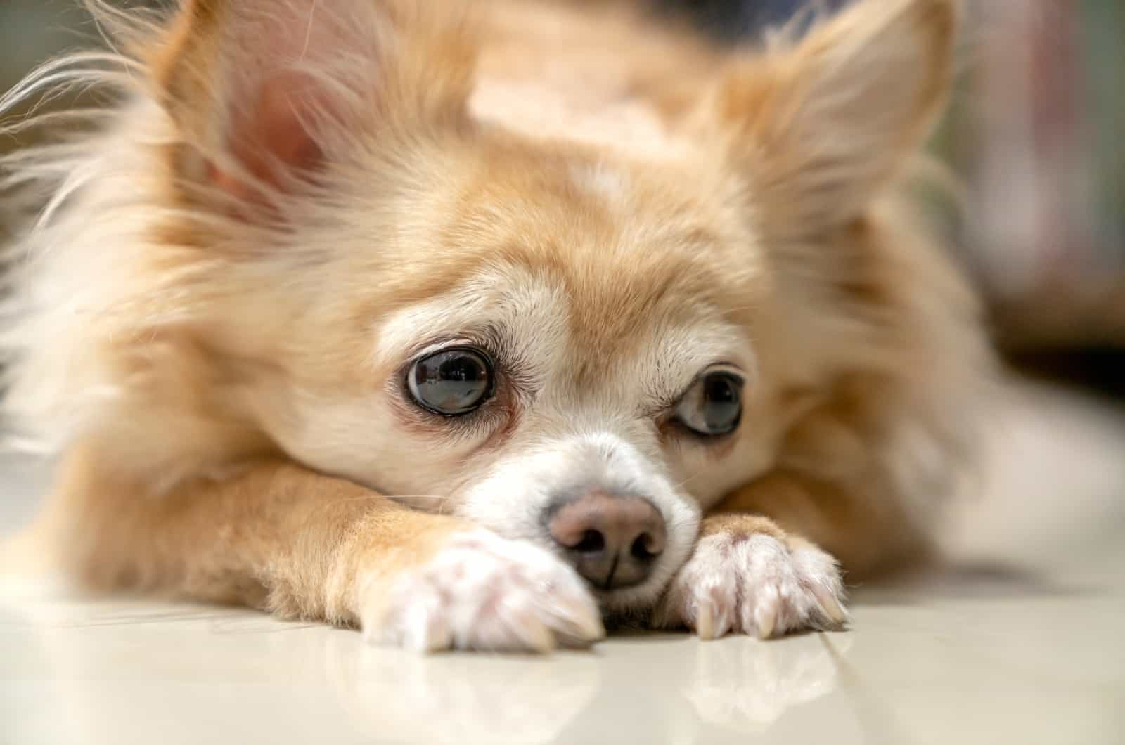 sad Chihuahua