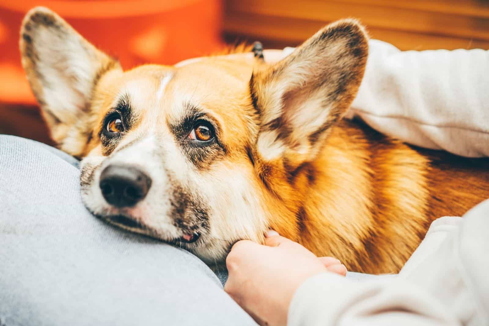 sad corgi mix dog health checked by the owner