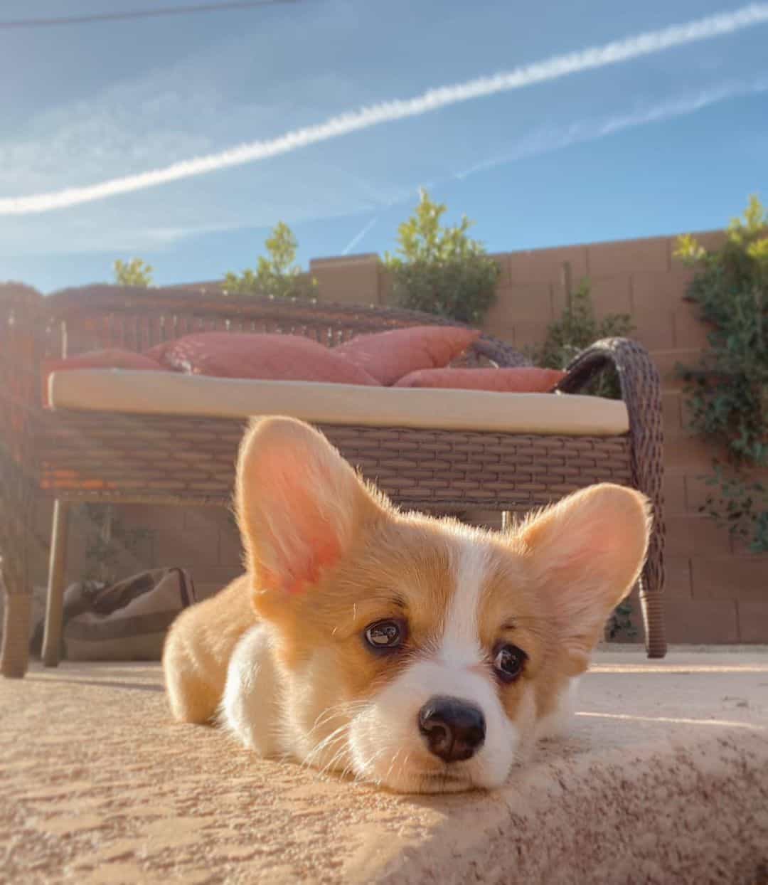 sad corgi puppy