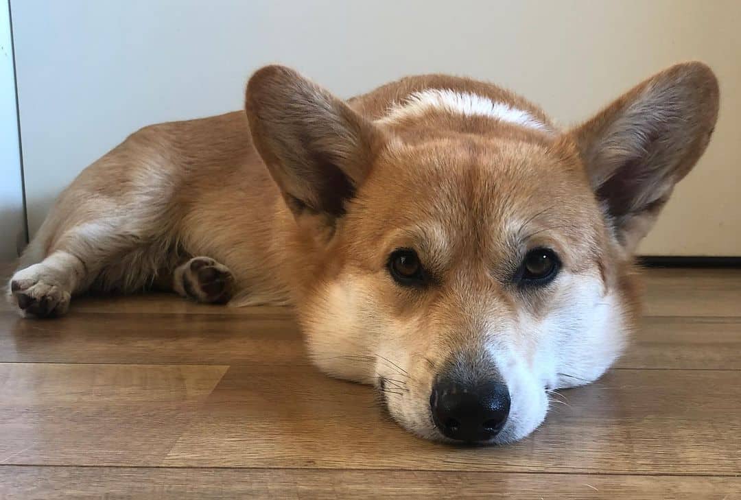 sad corgi