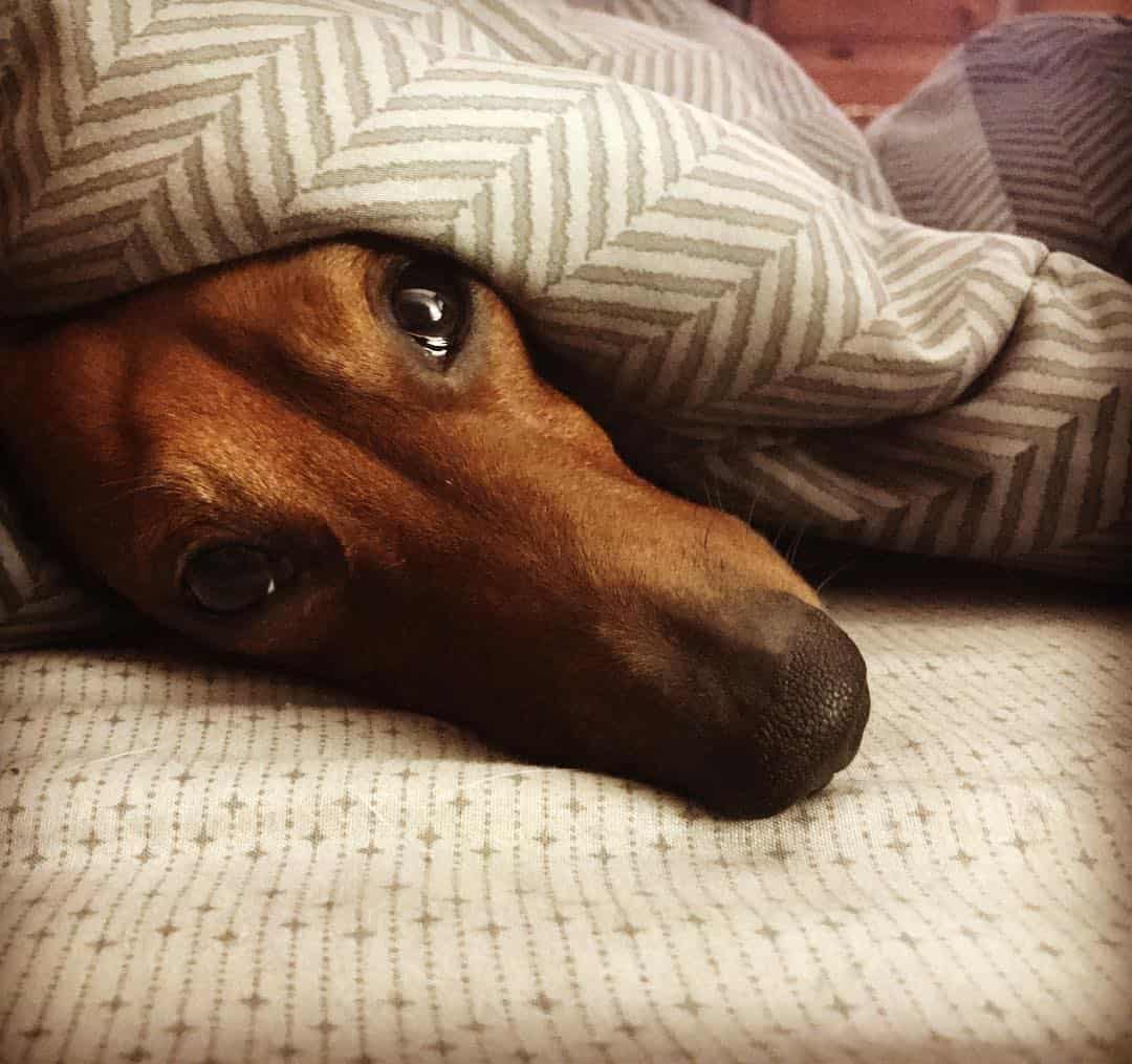 sad Dachshund lying