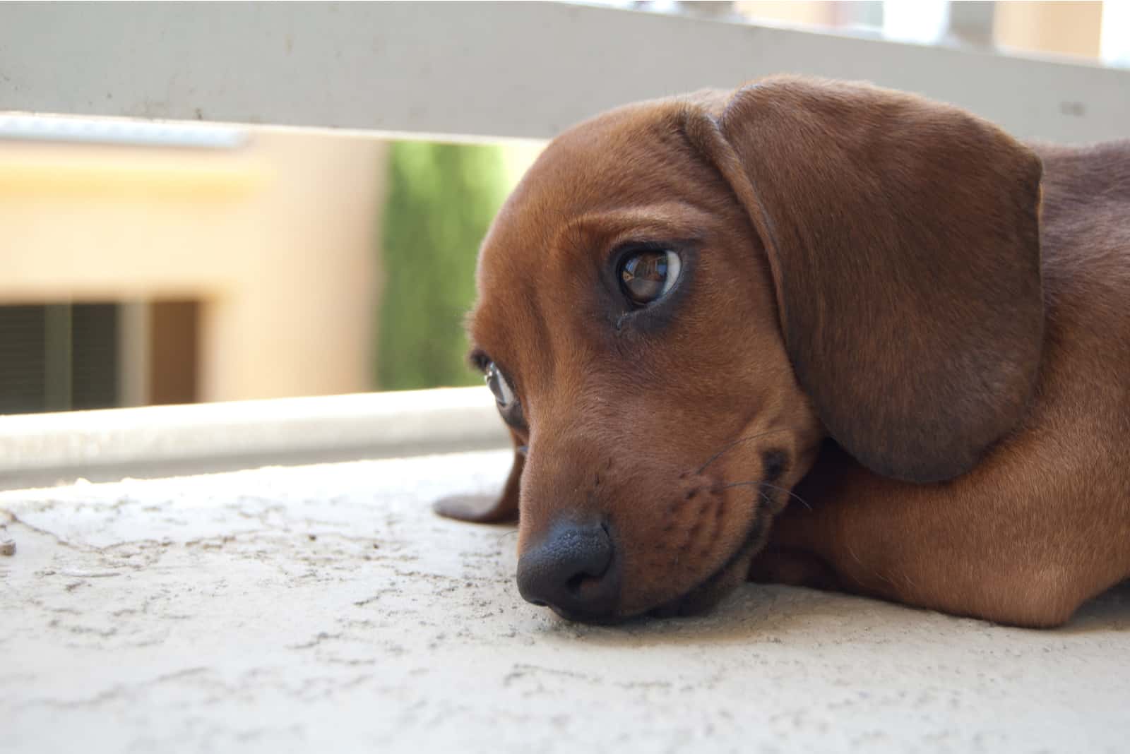 sad Dachshund puppy