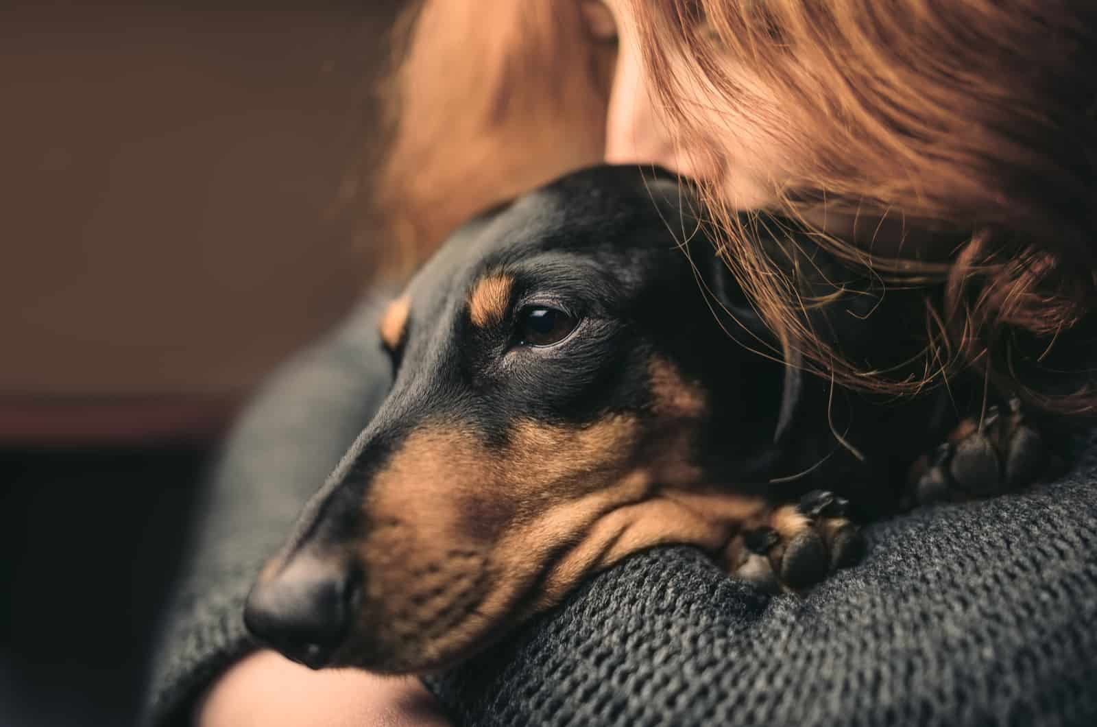 sad dachshund