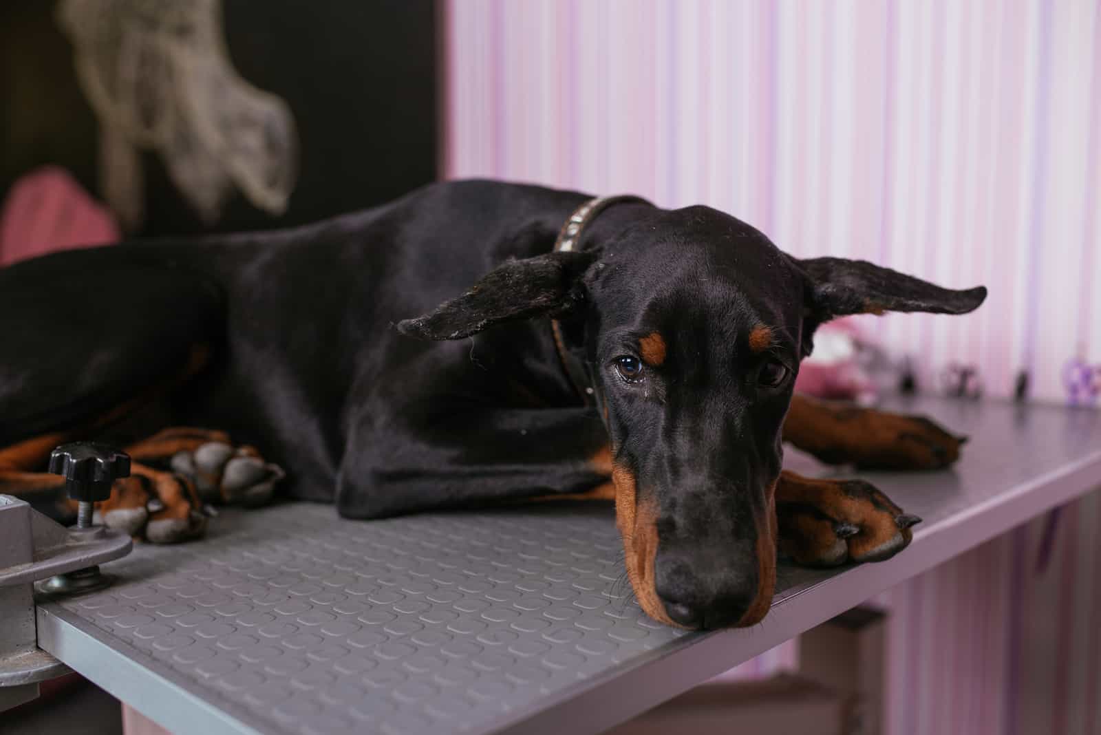 sad doberman at vet