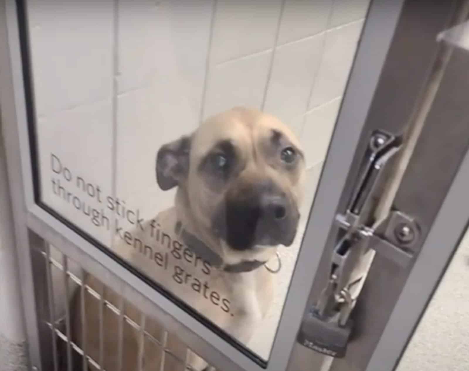 sad dog in a shelter