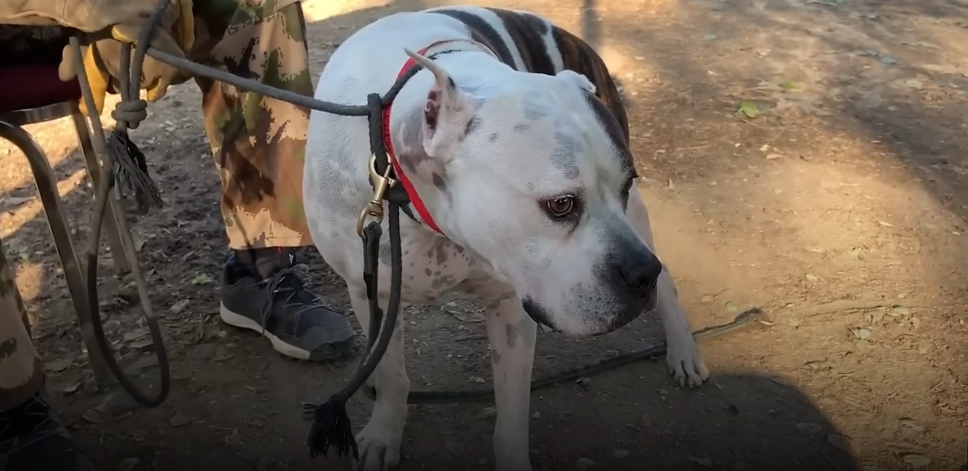 sad dog abandoned in shelter