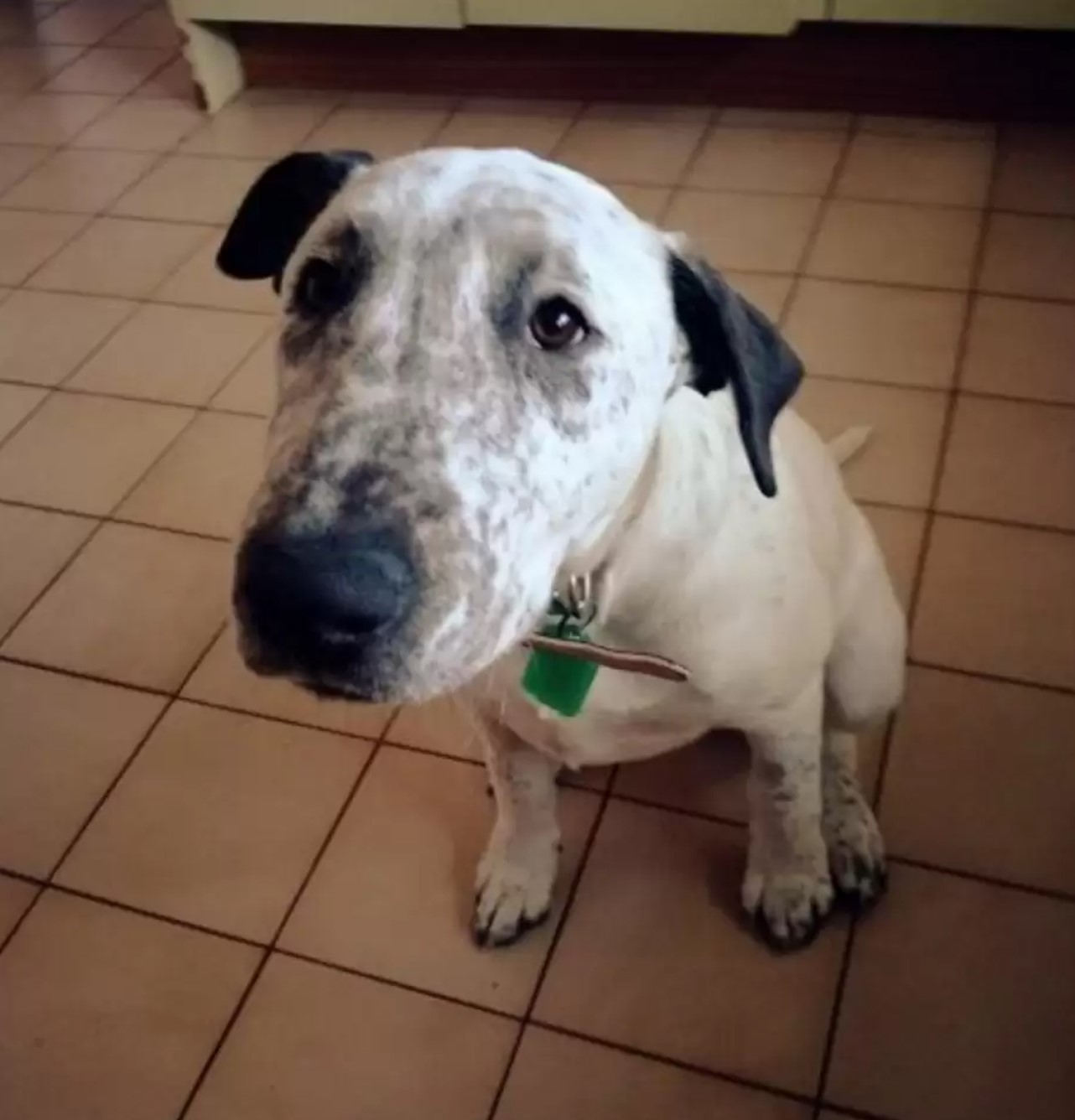 sad dog at the shelter