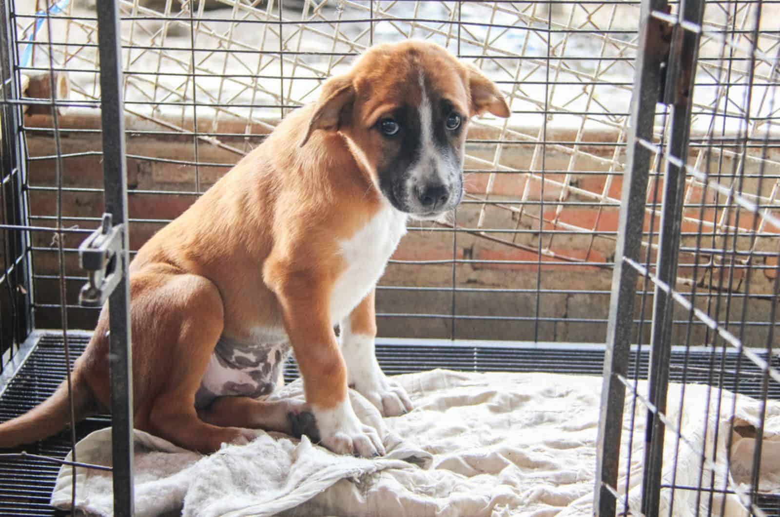 sad dog in a cage in a shelter