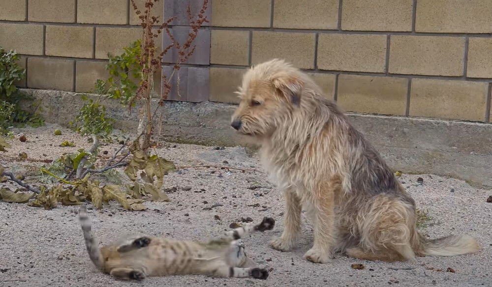 sad dog in the street with a cat