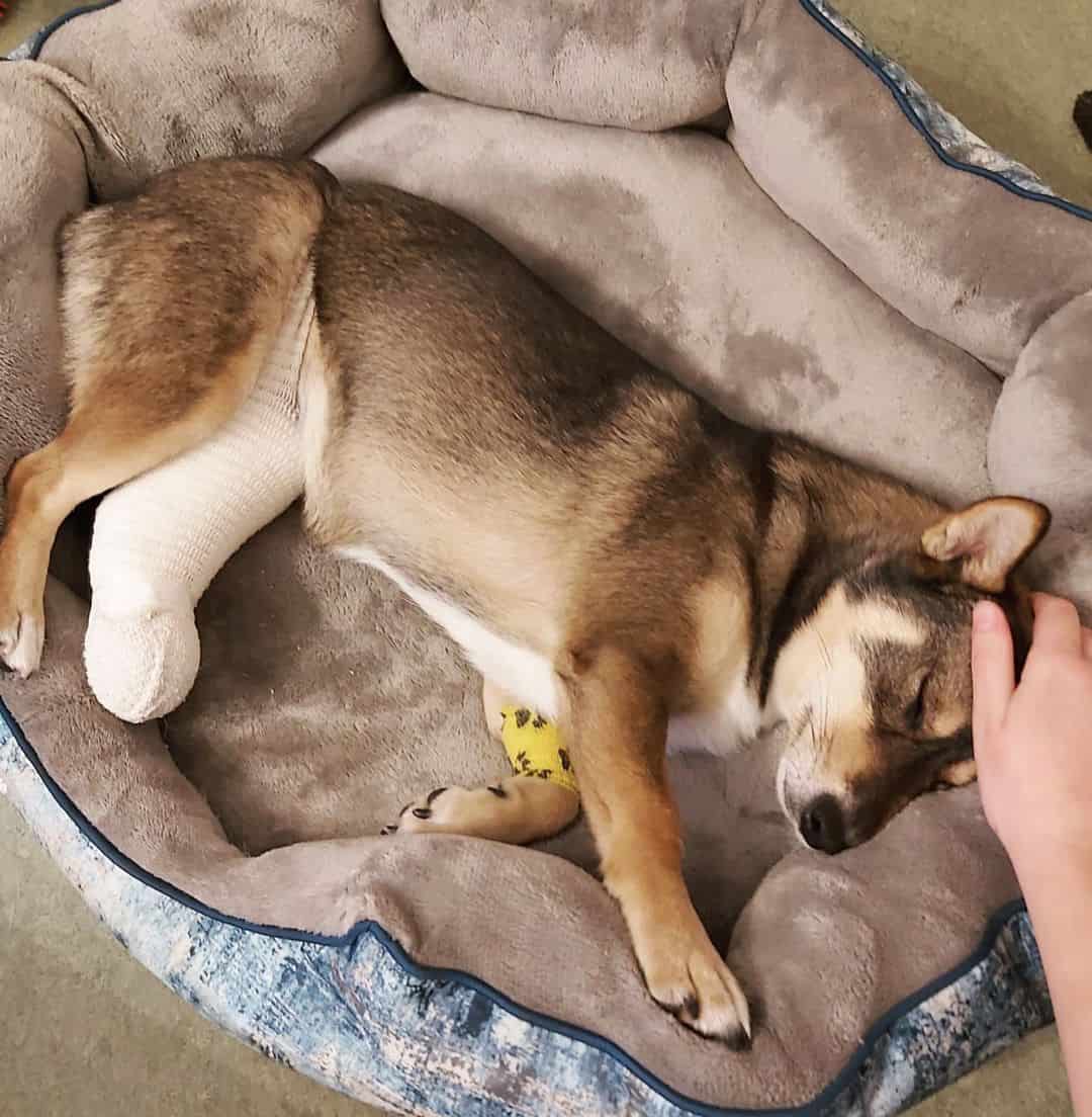 sad dog laying in his bed