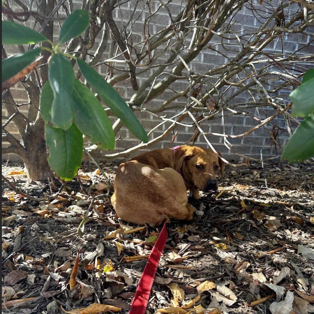 sad dog laying under bush