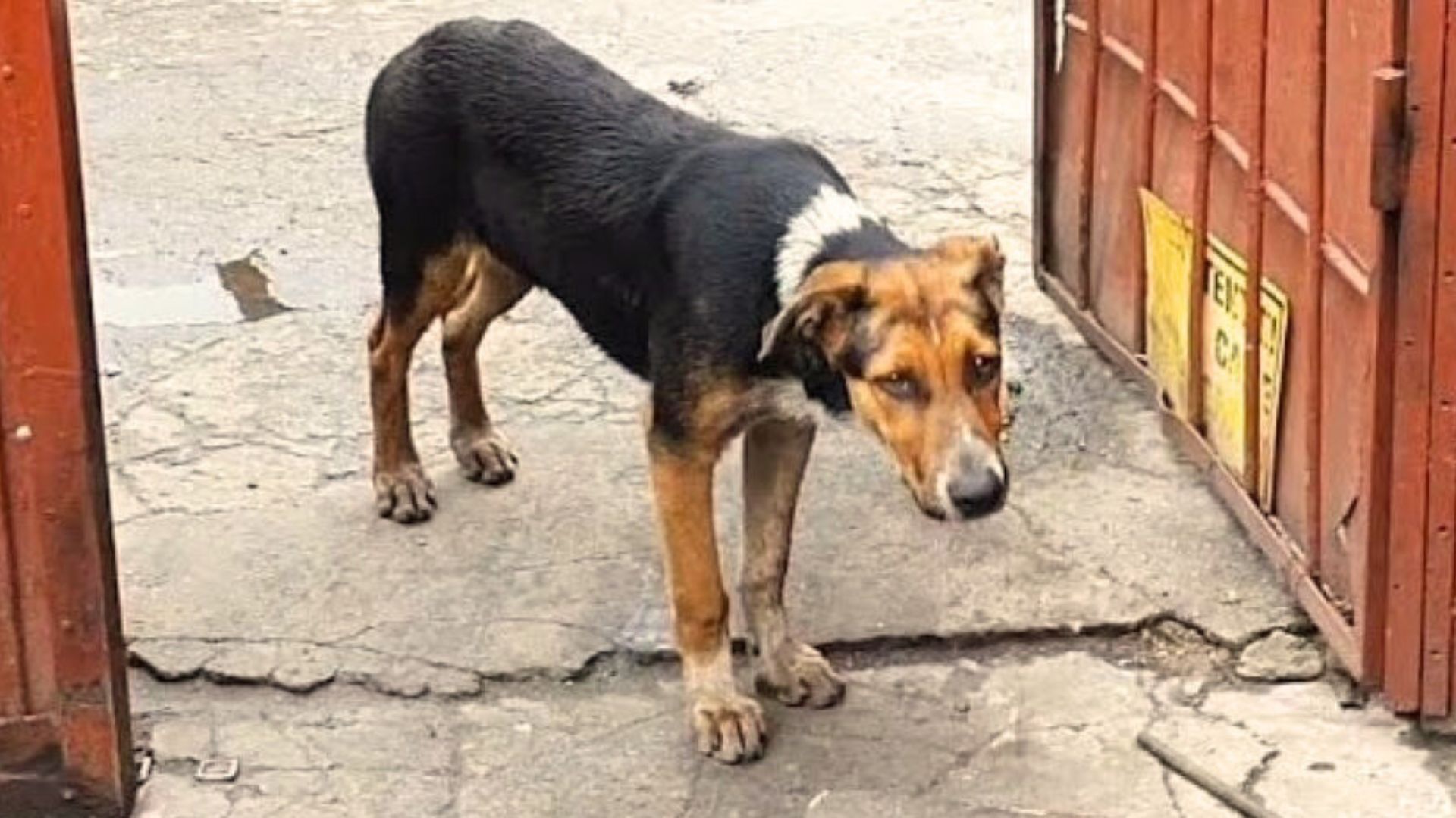 Dog With The Saddest Eyes Sits By The Gate Hoping Someone Would Take In Both Her And Her Sister