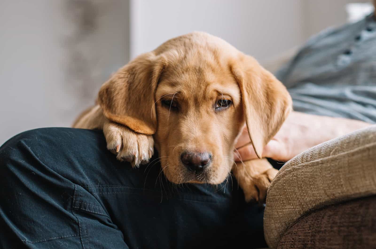 sad dog lying in his owner's lap