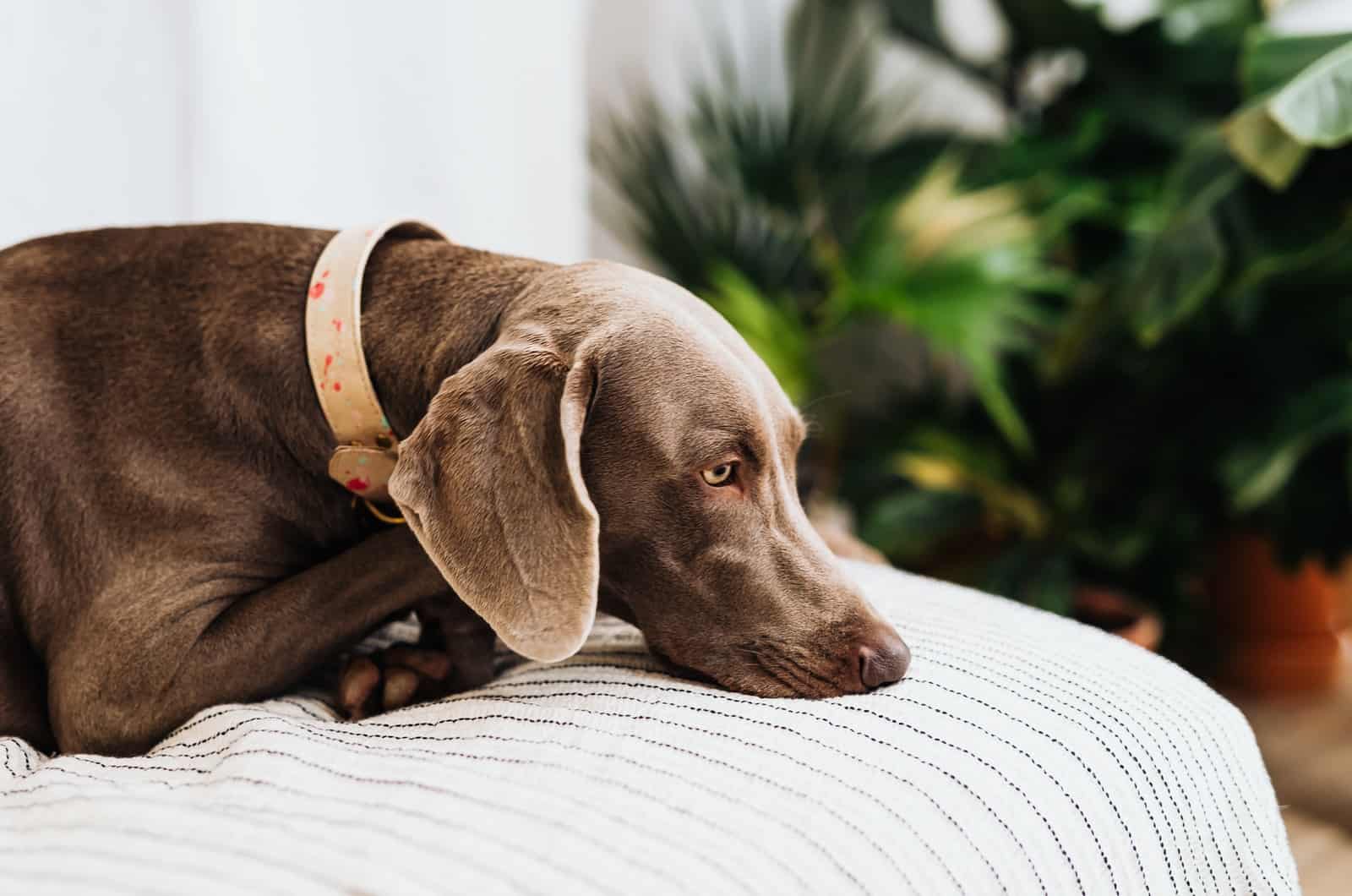 sad dog lying on bed