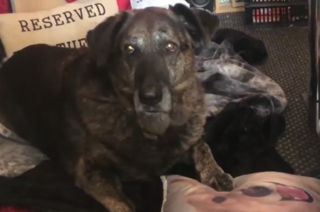 sad dog lying with the pillow