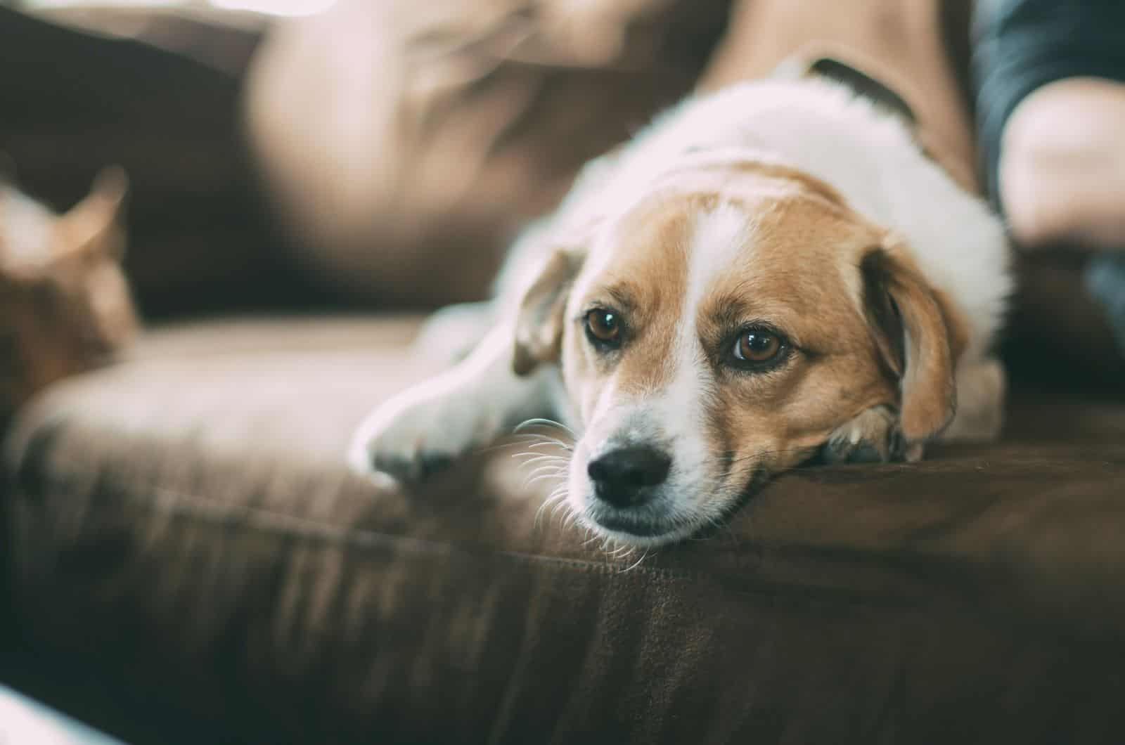 sad dog on couch