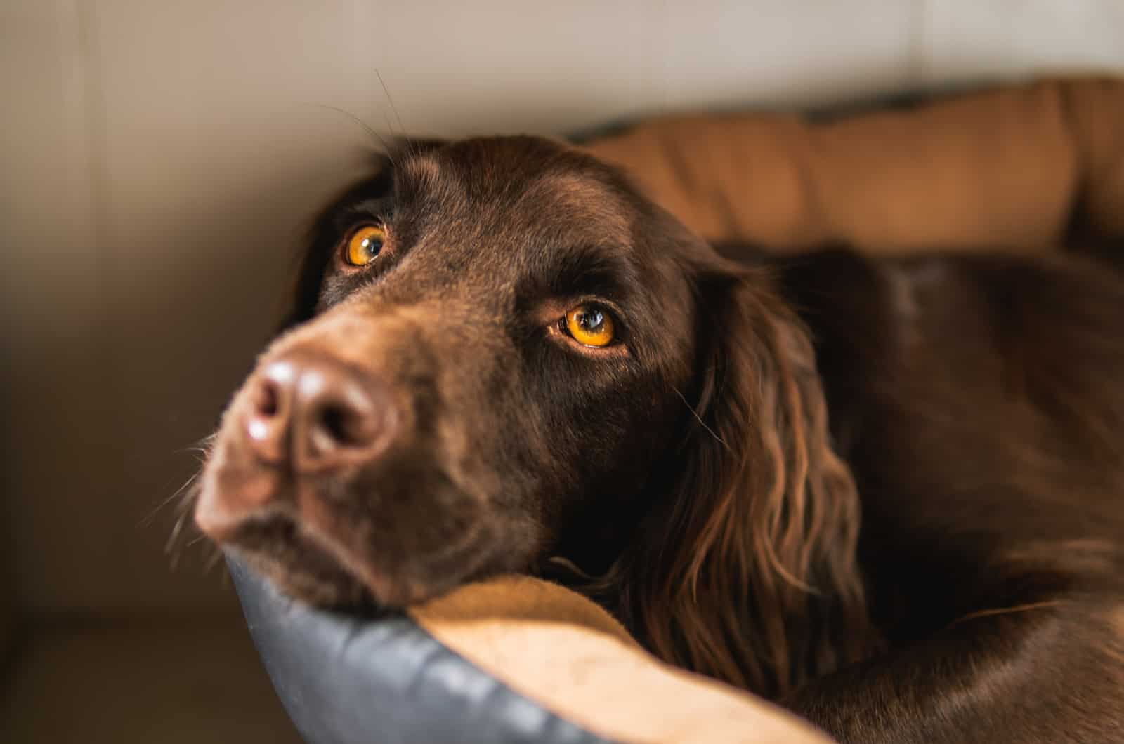 sad dog resting in bed