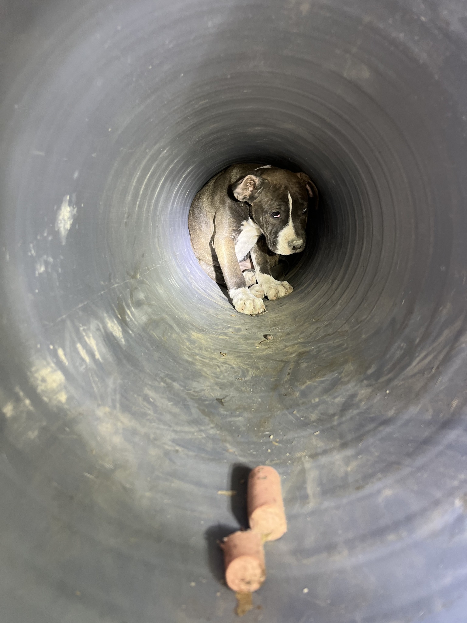 sad dog sitting in a tube