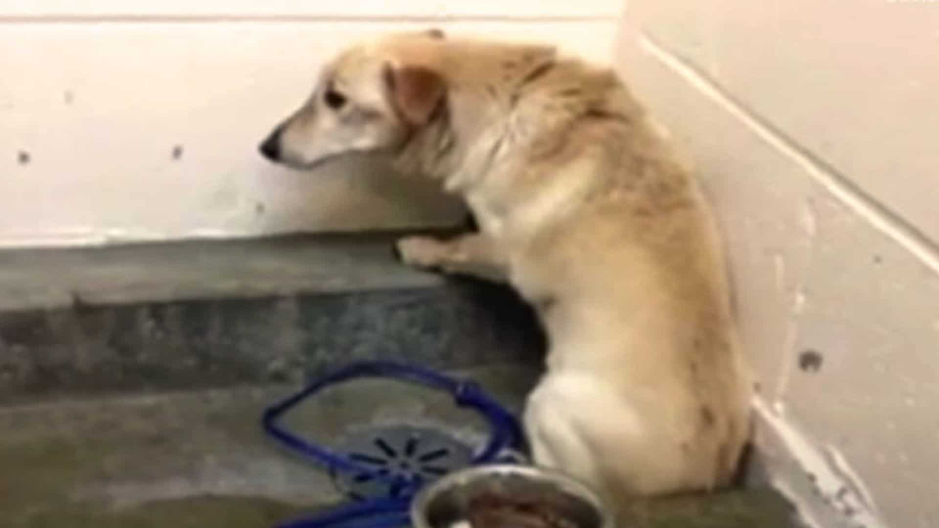 Heartbroken Dog Stares At Wall For Weeks, Waiting For His Family To Come Back