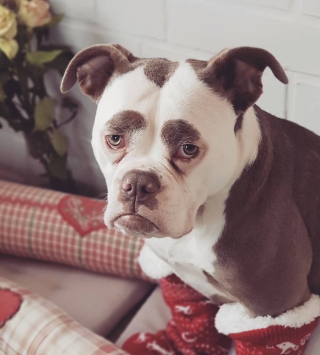 sad dog with socks on his paws