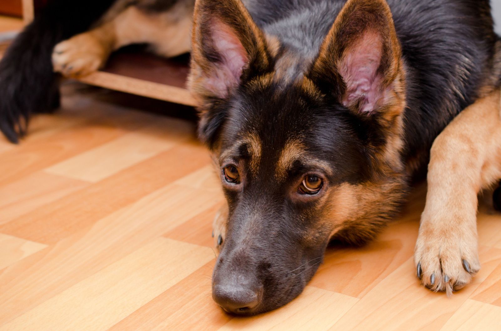 sad german shepherd lying on the floor